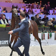 Yearling Male: Yas BHM 