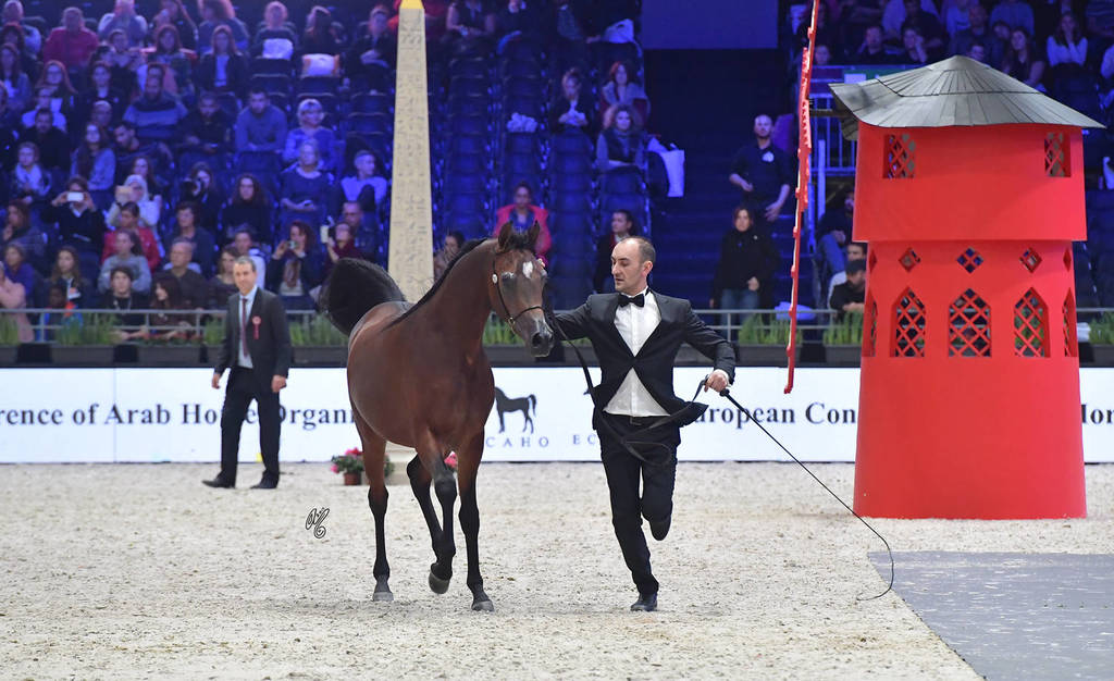 Yearling Male: Yas BHM 