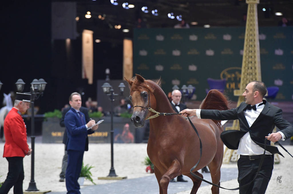 Junior Male: Perseus K.A. 