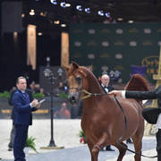 Junior Male: Perseus K.A. 