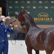 Yearling Male: Aanan Lembarak 