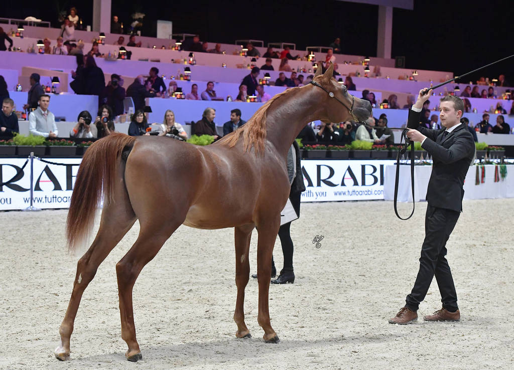 Yearling Male: Percival STC