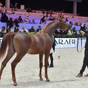 Yearling Male: Percival STC