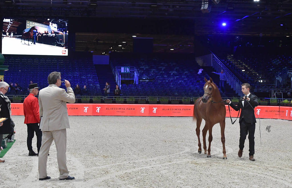 Yearling Male: Percival STC