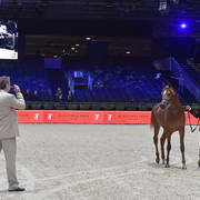 Yearling Male: Percival STC