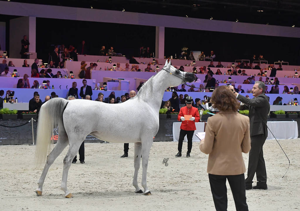 Senior Female: Harmattan Thalya 