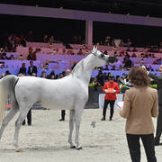 Senior Female: Harmattan Thalya 