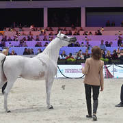 Senior Female: Anood Al Nasser 