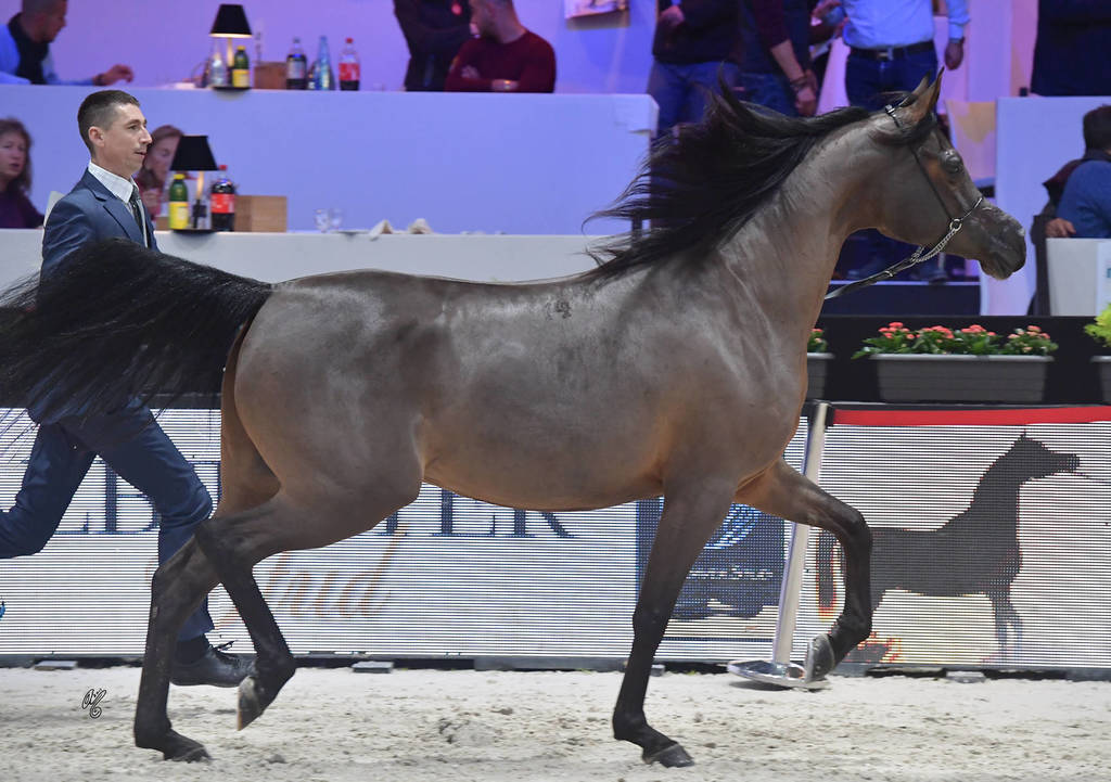 Senior Female: Emandilla