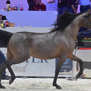 Senior Female: Emandilla