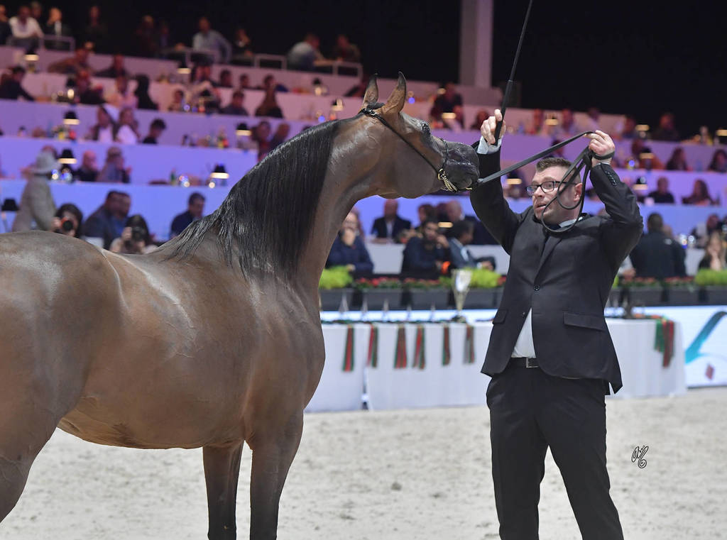 Senior Female: Potentilla 