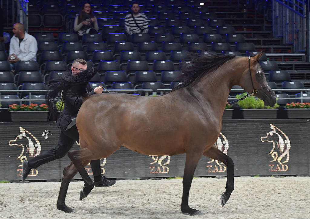 Senior Female: Potentilla 