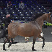 Senior Female: Potentilla 