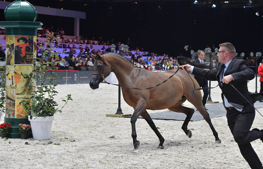 Senior Female: Potentilla 