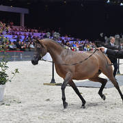 Senior Female: Potentilla 