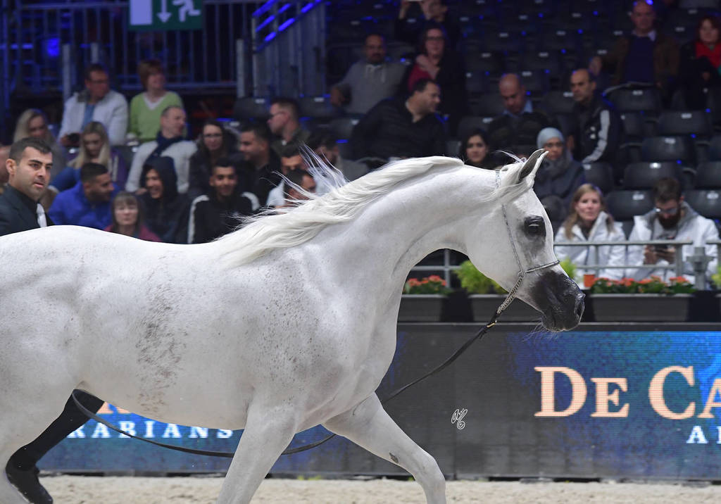 Senior Female: Noft Al Nayfat