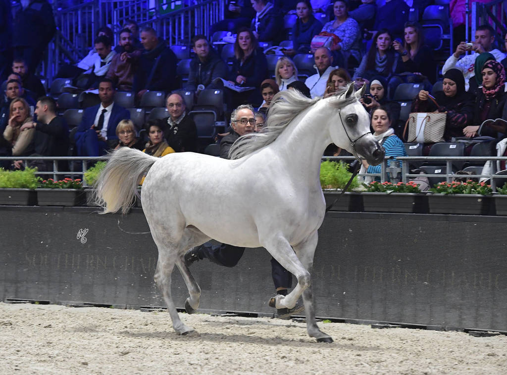 Senior Female: Bint Hazy Al Khalediah 