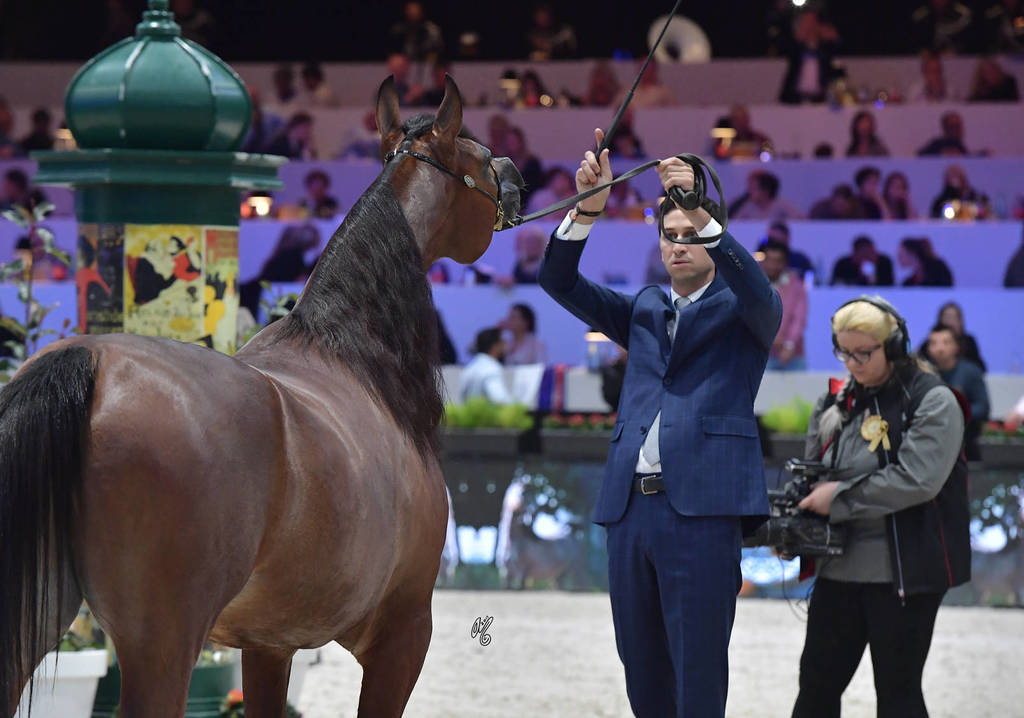 Senior Female: Arwa Aljassimya  