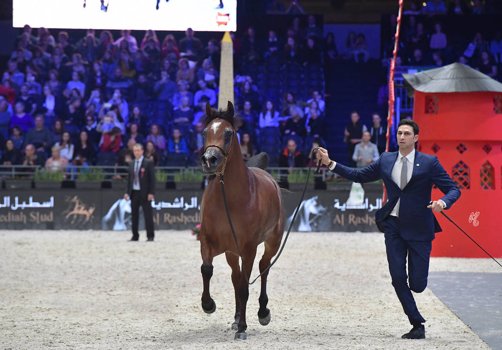 Senior Female: Arwa Aljassimya  