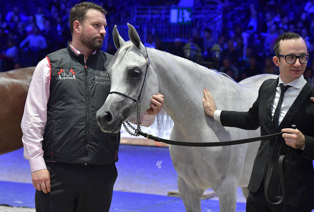 Senior Female: Galerida 