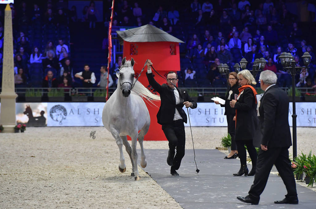 Senior Female: Galerida 