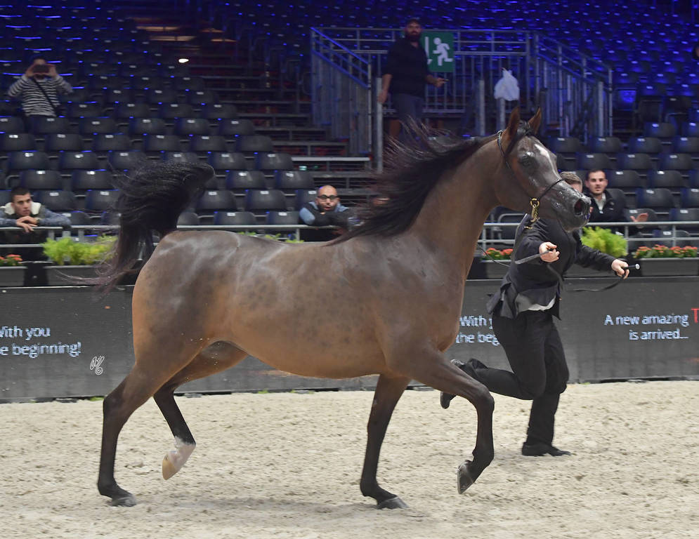 Junior Female: Bambina 