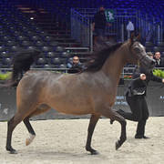 Junior Female: Bambina 