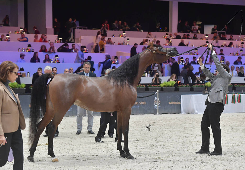 Junior Female: Maysah Aljassimya