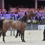 Junior Female: Maysah Aljassimya