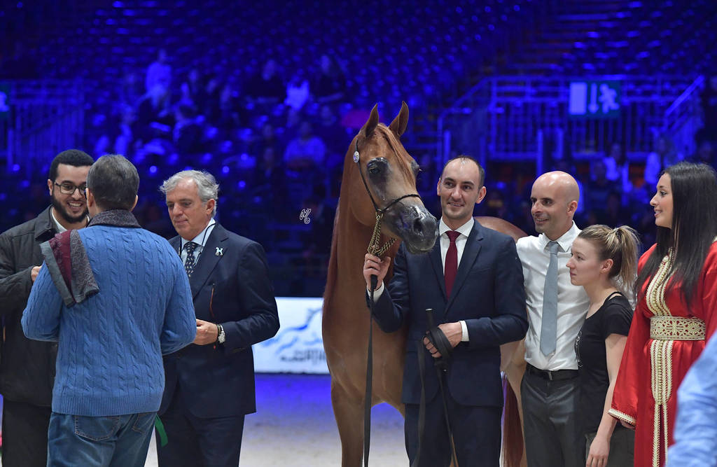 Junior Female: Bint Seduction HBV 