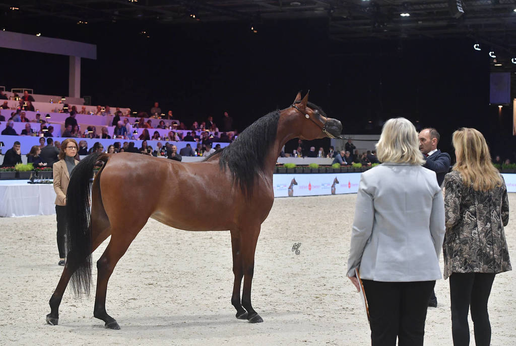 Junior Female: Loulou Al Nasser 