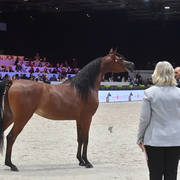 Junior Female: Loulou Al Nasser 