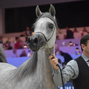 Junior Female: DA Alihandra 