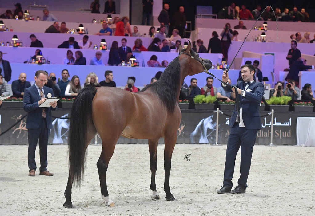 Yearling Filly: KZ Fairouz