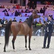 Yearling Filly: KZ Fairouz