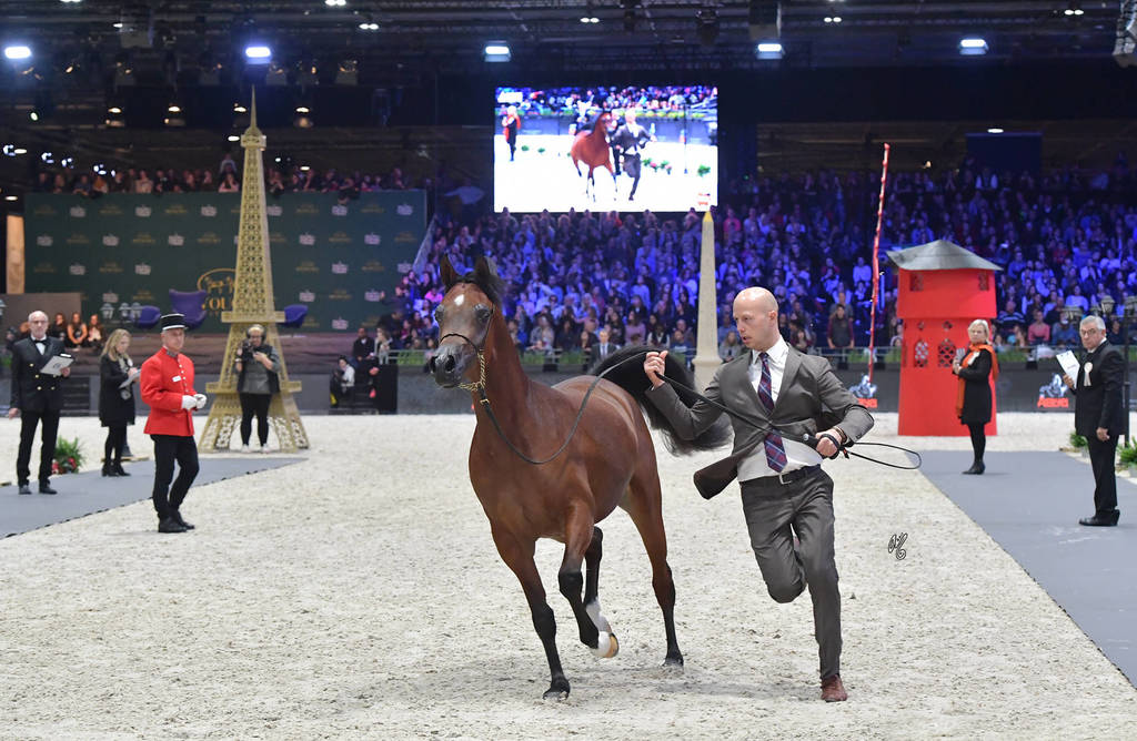 Yearling Filly: KZ Fairouz
