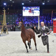 Yearling Filly: KZ Fairouz