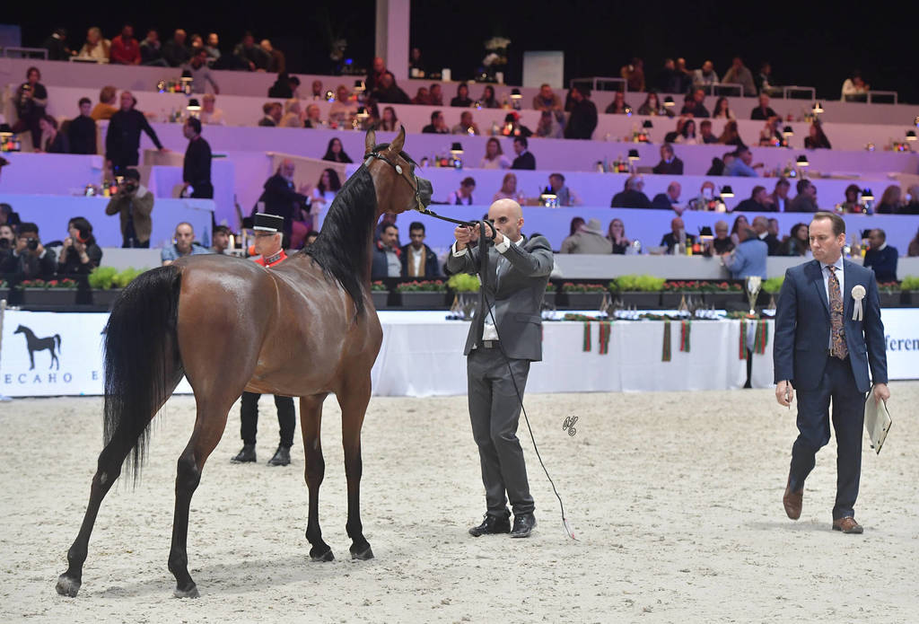 Yearling Filly: Haifa ED