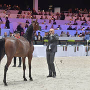 Yearling Filly: Haifa ED