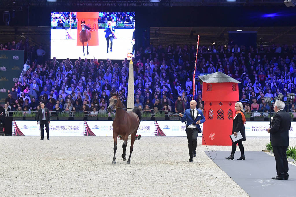 Yearling Filly: Haifa ED