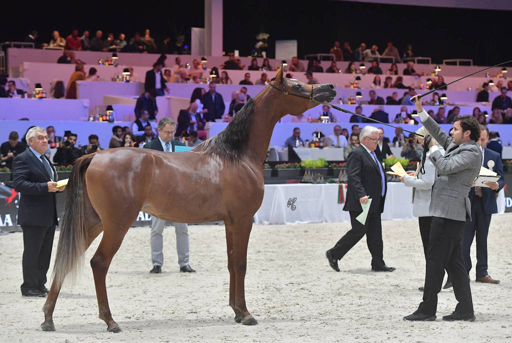 Yearling Filly: Sweira Aljassimya 