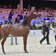 Yearling Filly: Sweira Aljassimya 