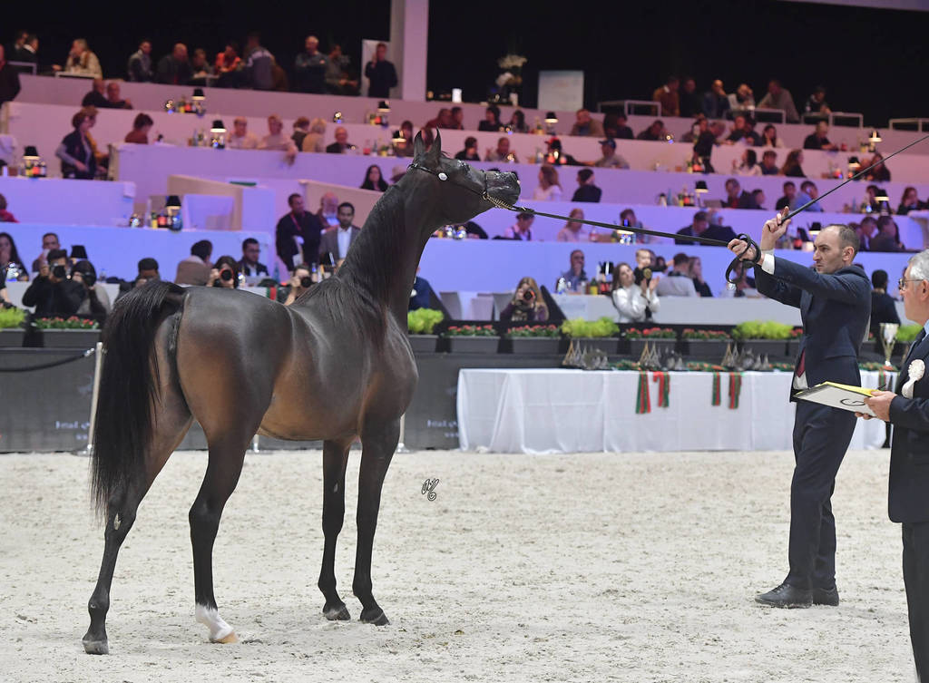 Yearling Filly: Felicity Valentine PF