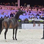 Yearling Filly: Felicity Valentine PF