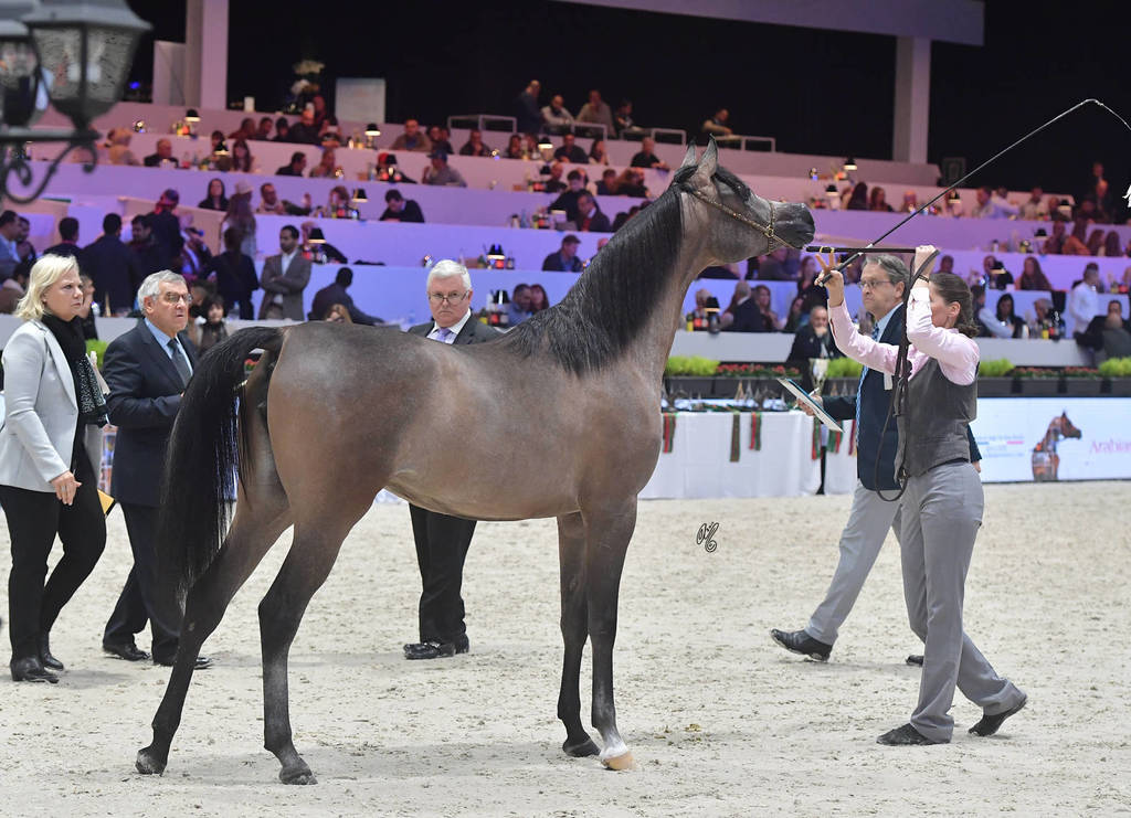 Yearling Filly: GT Shaharaah