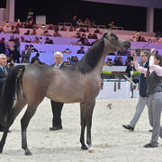 Yearling Filly: GT Shaharaah