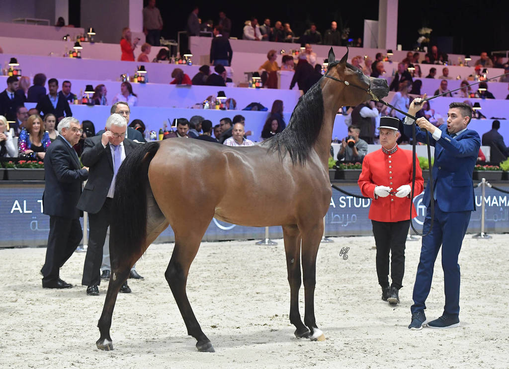 Yearling Filly: Yamila OC  