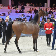 Yearling Filly: Yamila OC  