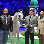 Yearling Filly: Jasmeenah Aljassimya 