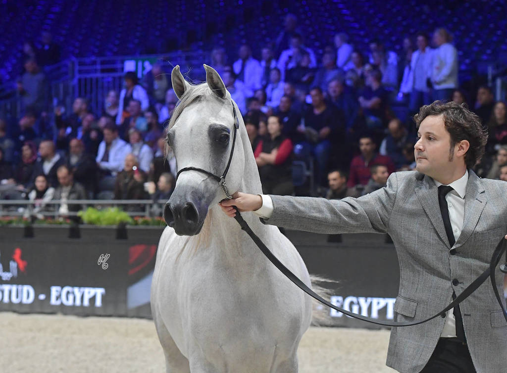 Yearling Filly: Jasmeenah Aljassimya 